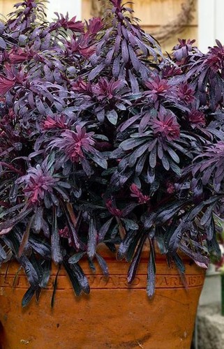 Euphorbia hybrid miners - euphorbia,