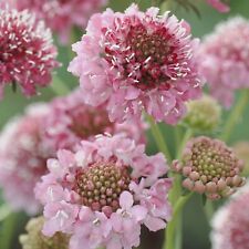 PICK & MIX Premium SWEET SCABIOUS Seeds Stellata PINCUSHION STARFLOWER BEE LOVE