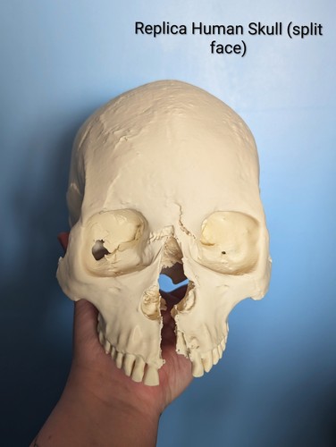 Replica human skull with - with, split