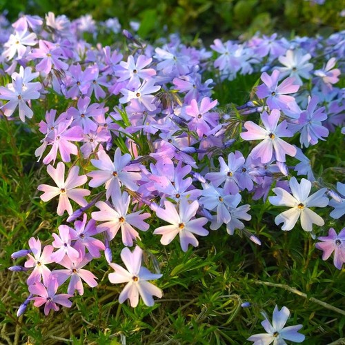 Phlox emerald cushion - 'emerald, |