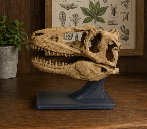 Juvenile tyrannosaur skull - tyrannosaur,