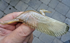 LARGE Art Deco French Horn