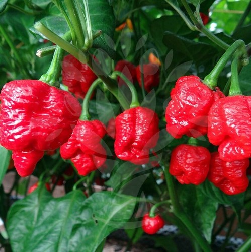 Trinidad scorpion moruga - scorpion,