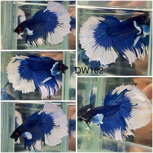 Male betta live fish - male,
