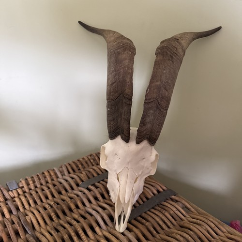 Feral wild goat - skull, with