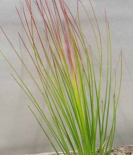 Tillandsia airplant - tillandsia,