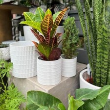 LARGE, MEDIUM, SMALL Glazed