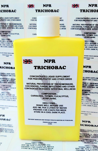 Trichobac racing pigeons birds - trichobac,