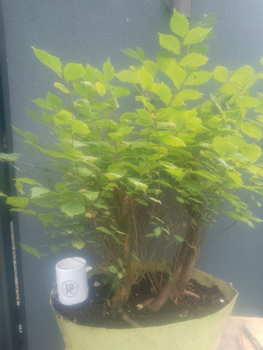Elm raft forest bonsai tree - bonsai,