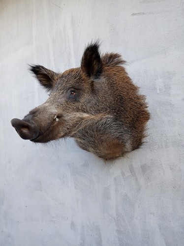 Wild boar taxidermy head - wild,