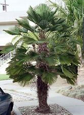 Trachycarpus Wagnerianus Palm