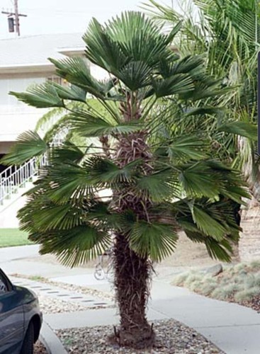 Trachycarpus wagnerianus palm - wagnerianus,