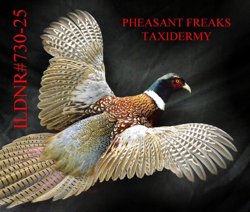 Pheasnt taxidermy mount flying - pheasnt,