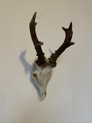 Roe deer head - and, antlers