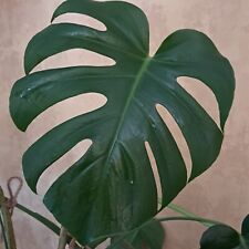 Extra Large Swiss Cheese Plant