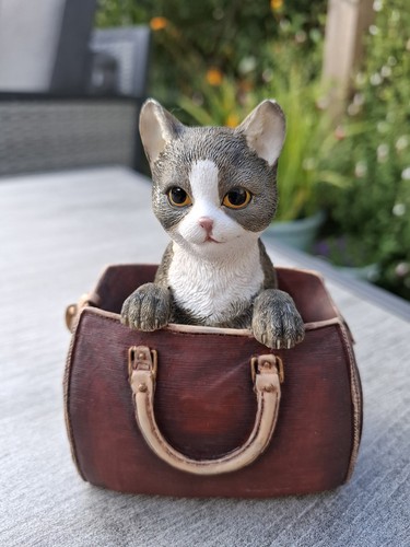 Leonardo collection cat - leonardo,