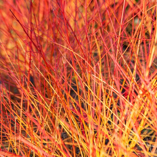 Shrub plants cornus anny s - cornus, anny's