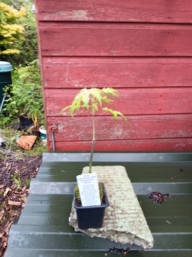 Acer palmatum aka - acer,