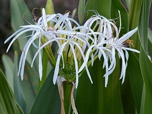 Giant white lilly - giant, spider