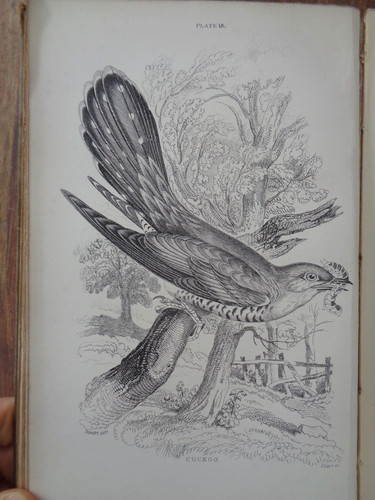 1881 cage chamber birds by - 1881, &