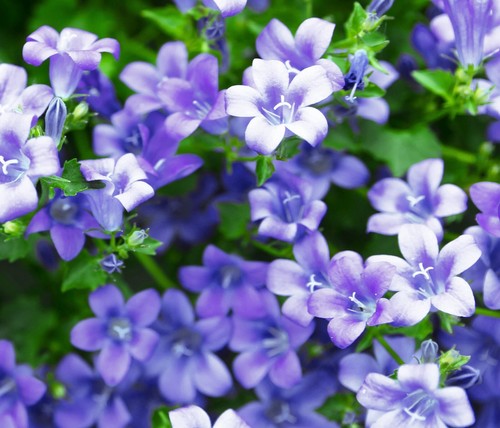 4500x bellflower blue - 4500x,