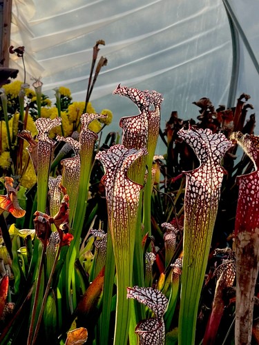 Sarracenia leucophylla giant - sarracenia,
