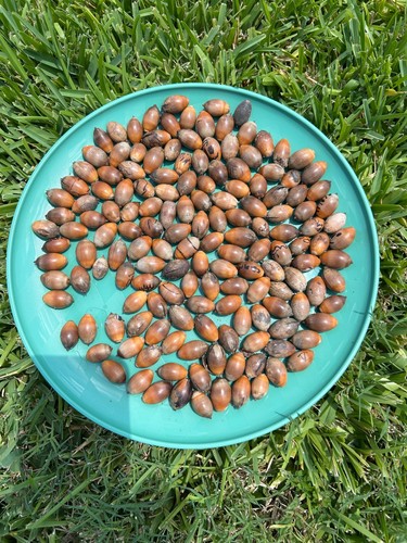 Live oak acorn seeds - seeds, for