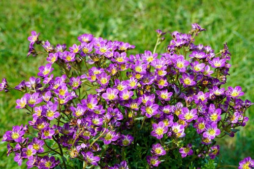 Purple robe saxifraga - 50,