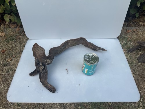 Bogwood spider wood - wood, root