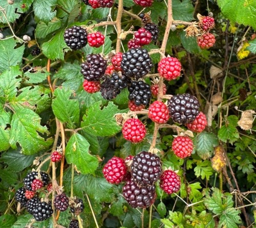 Wild blackberry plants - wild,