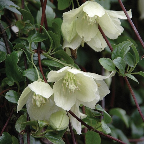 Flowering climber clematis - flowering, climber,