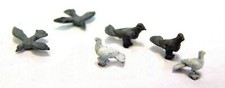 Birds 6 Doves Pigeons F148p