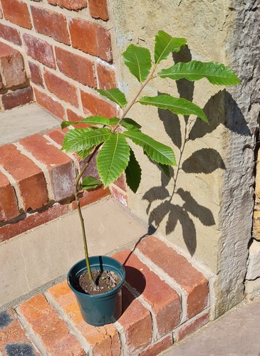 Sweet chestnut 60 - sweet, 🌰