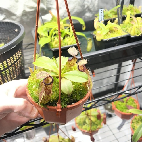Nepenthes robcantleyi hamata - x,