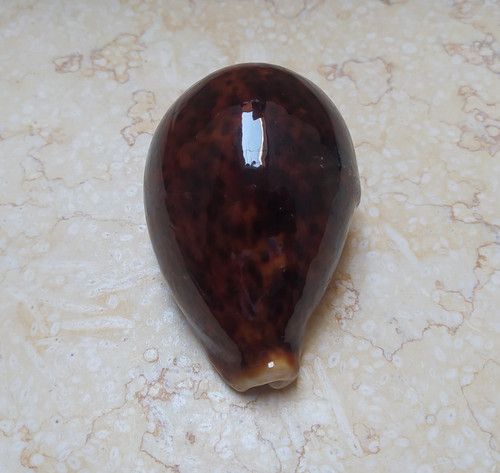 Cypraea pantherina wow color - pantherina,