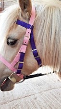DUAL COLOUR webbing BRIDLE Shetland Small Pony, Pony Cob, F/S Synthetic washable