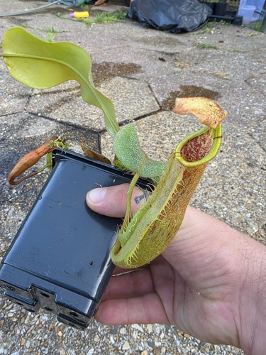Nepenthes veitchii x - ,