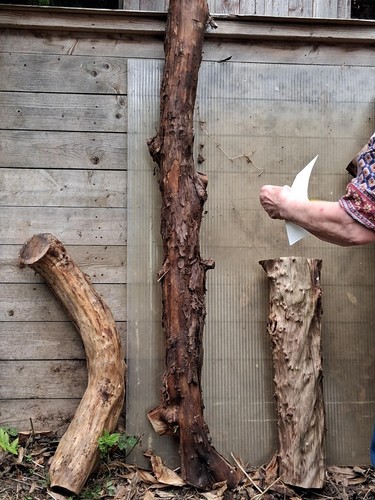 Yew wood log for - yew, turning