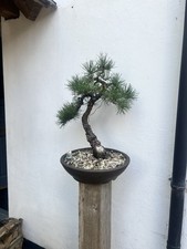 Very Old Yamadori Scots Pine
