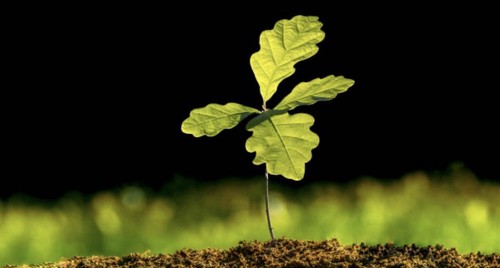 Oak saplings between 6cm - between,