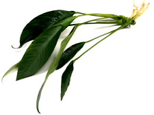 Anubias Congensis "Extra