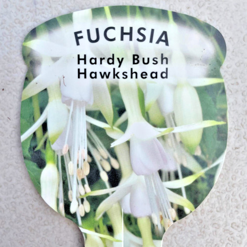 Fuchsia hawkshead 9cm - fuchsia, a