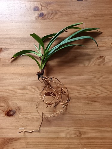 Phragmipedium schlimii orchid - schlimii,