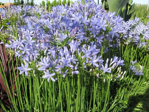Agapanthus peter pan african - agapanthus,