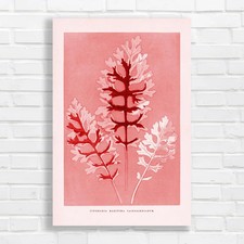 Vintage Botanical Cineraria