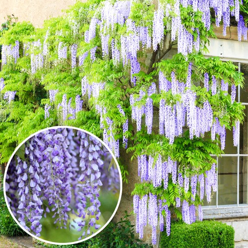 Wisteria sinensis blue - wisteria, |