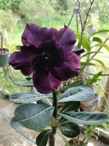 Desert rose purple - 1,
