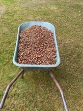 1.9kg Acorns, Sorted from Mature English Oak Tree  