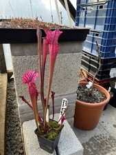 Sarracenia Dana’s delight