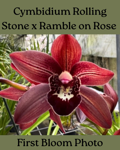 Cymbidium rolling stone - cymbidium,